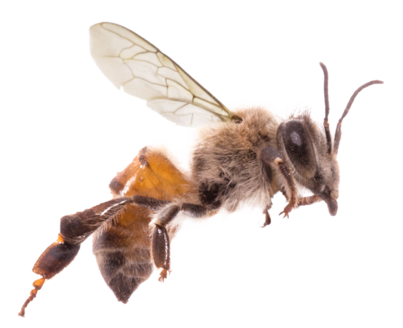 Apikel PLus méhtakarmány méh